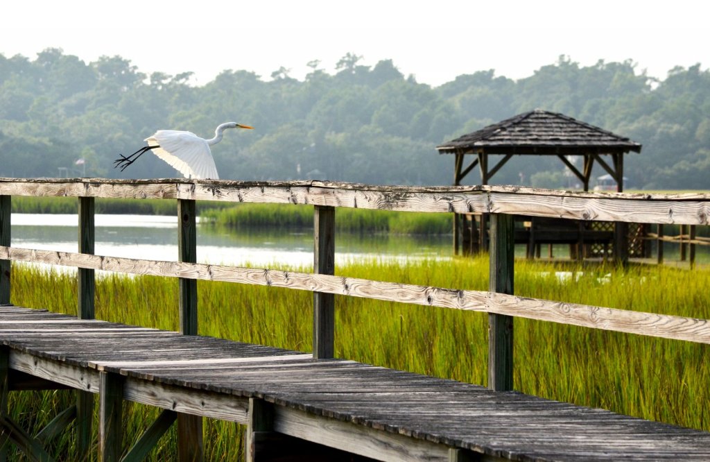 Bird flying over the creek on Pawleys Island