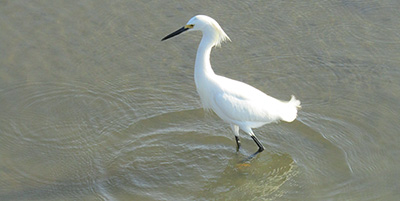 Img 4049 2-onlypawleys