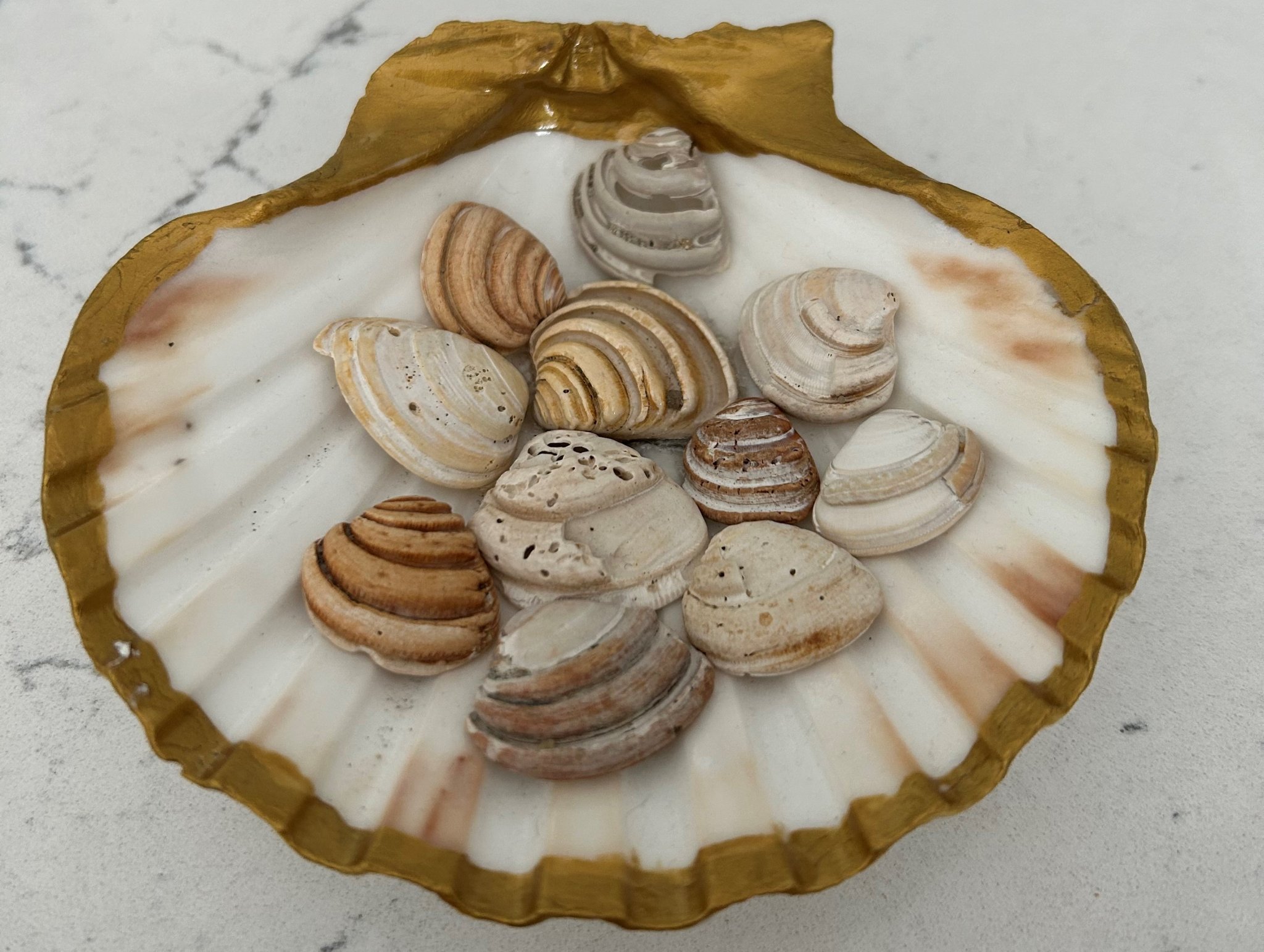 Pawleys Island Shell Tshirts Only at Original Hammock Shop