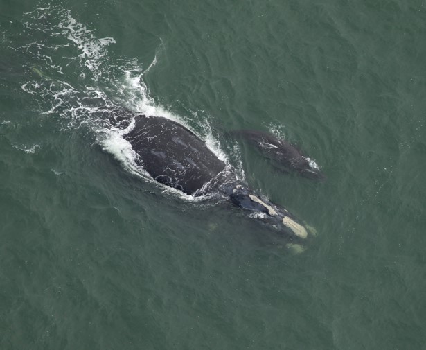 Right whale mother and calf reduced-onlypawleys