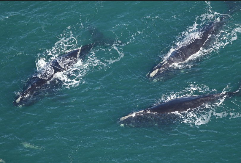 Right whales group reduced-onlypawleys