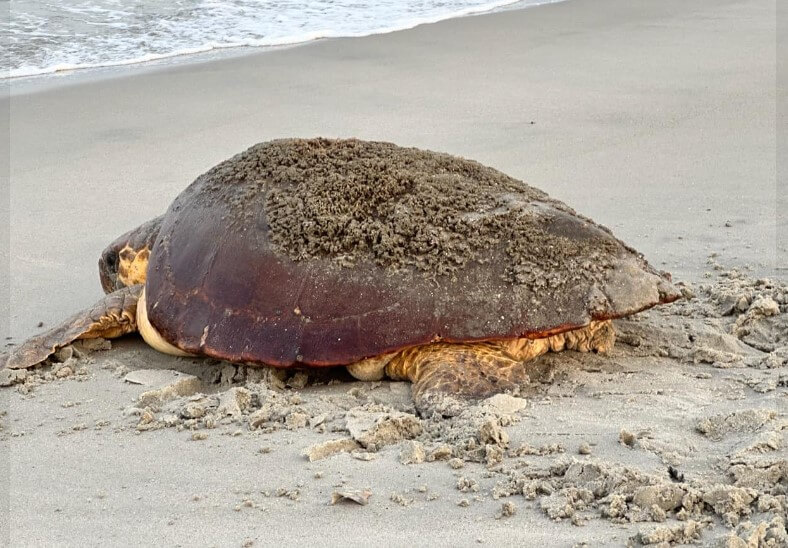 Momma turtle-onlypawleys