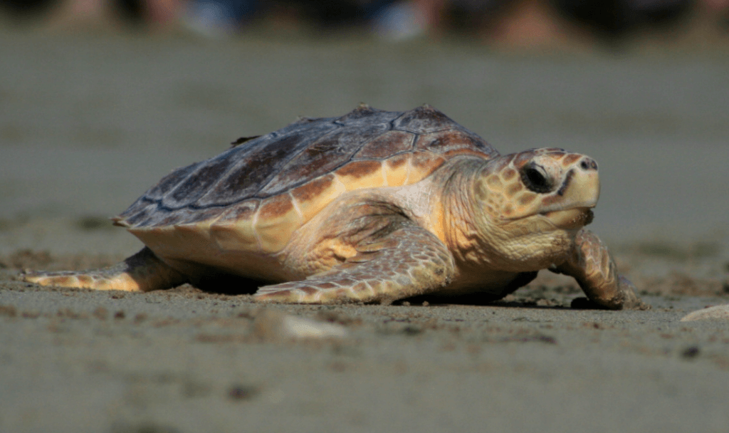 Baby turtle-onlypawleys