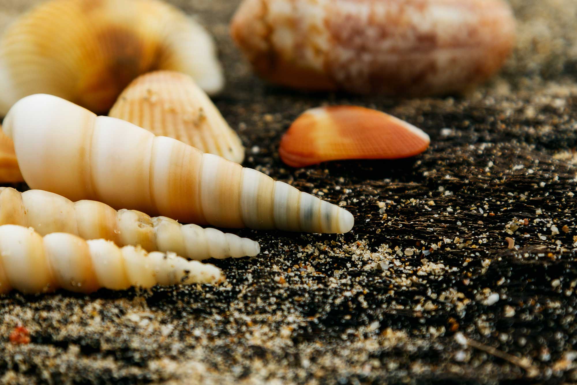 Banded tulip-onlypawleys