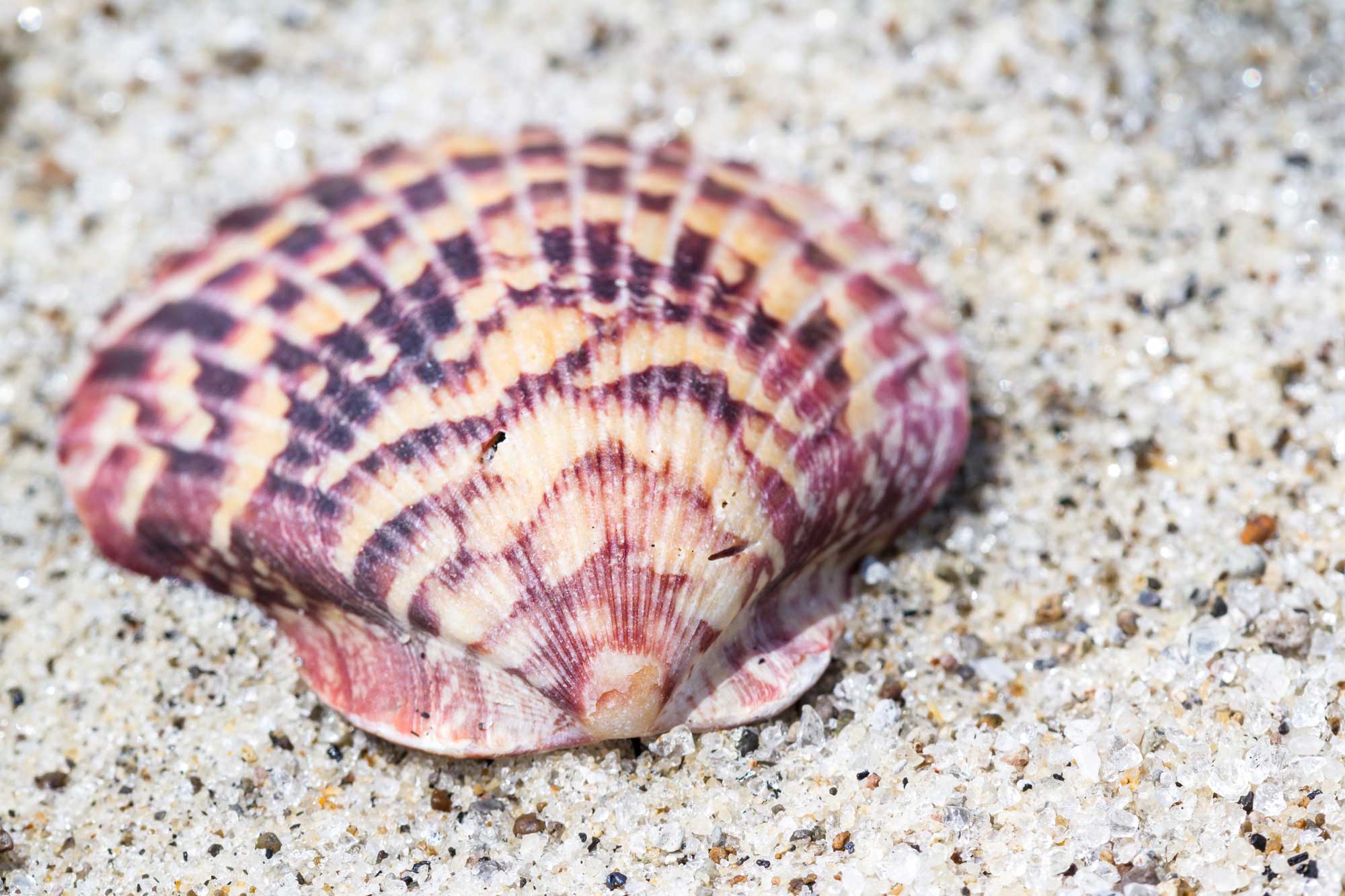 Calico scallop-onlypawleys