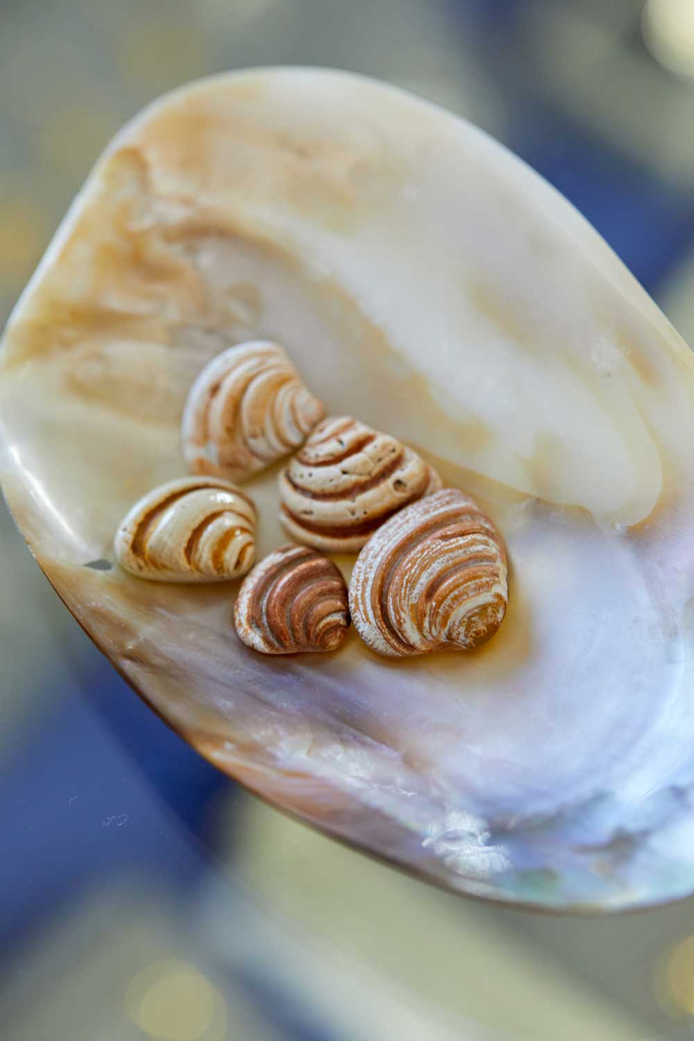 Imperial venus-onlypawleys