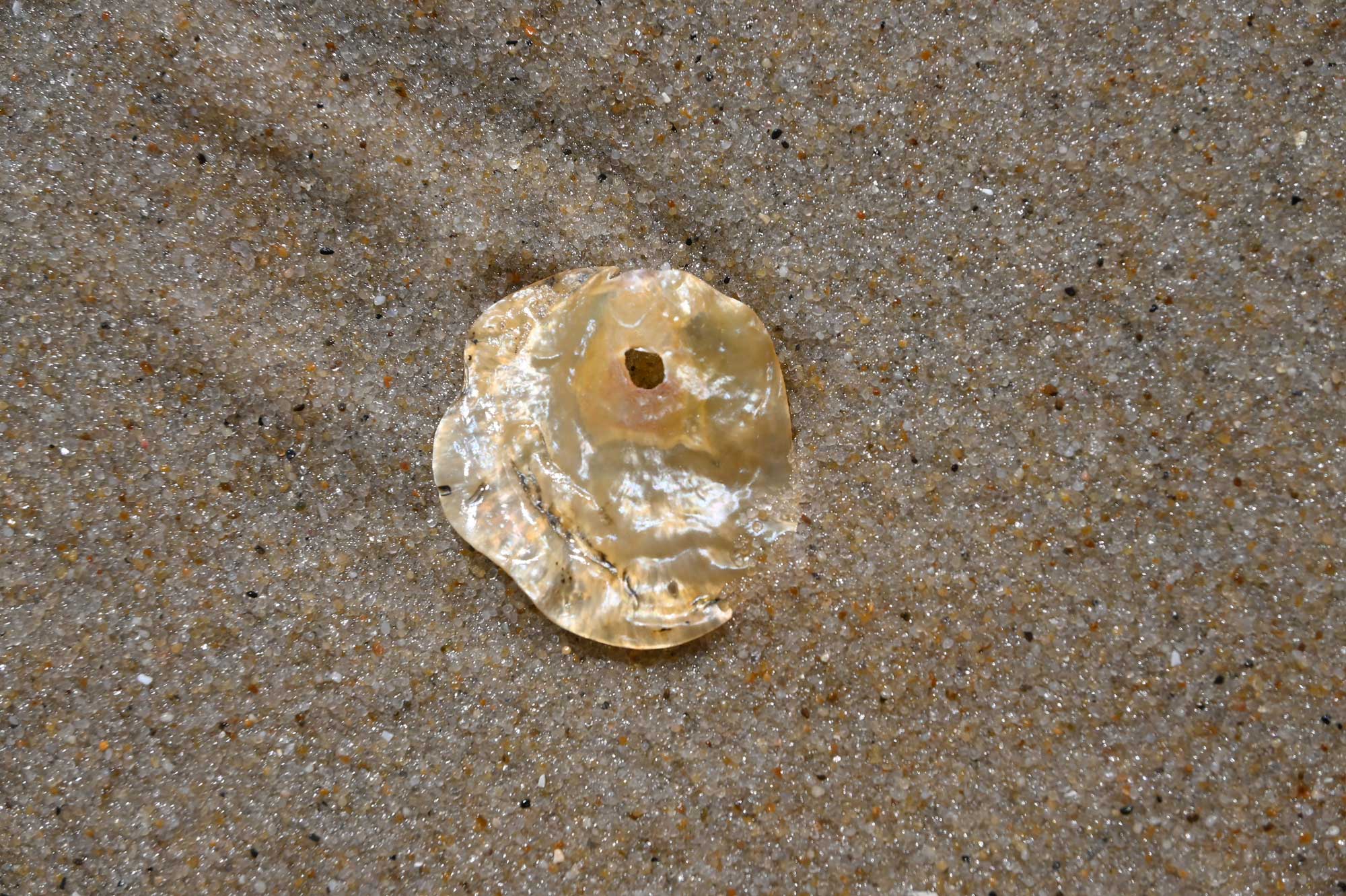 Jingle shell-onlypawleys