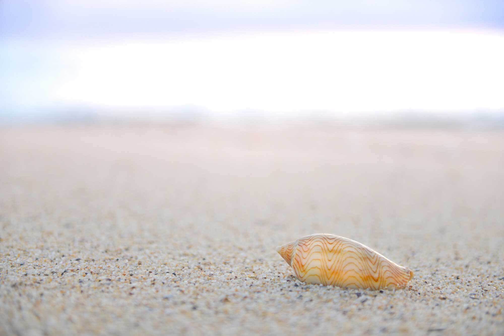 Lettered olive-onlypawleys