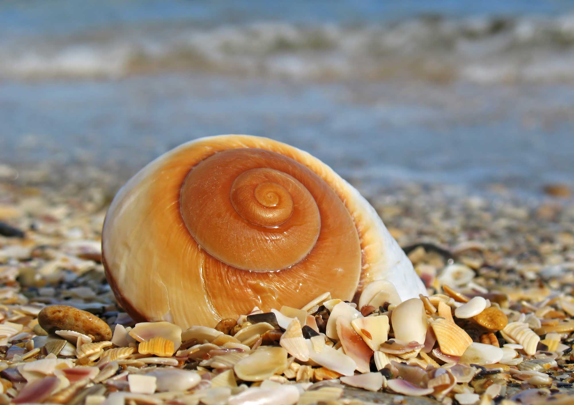 Moon snail shell-onlypawleys