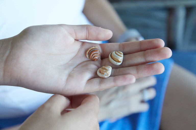 Three small, striped Pawleys Island shells rest in the open palm of a hand