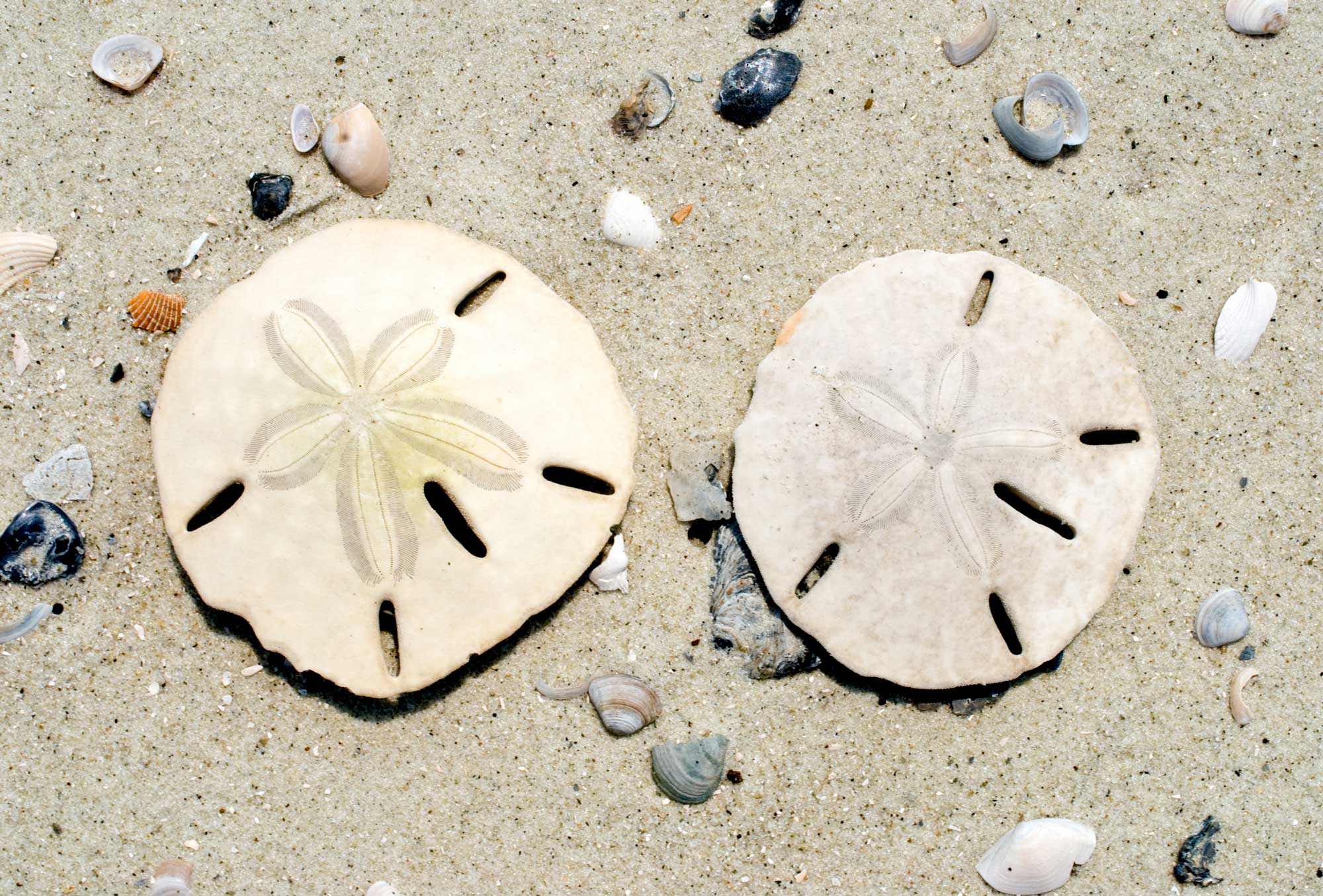 Sand dollar-onlypawleys