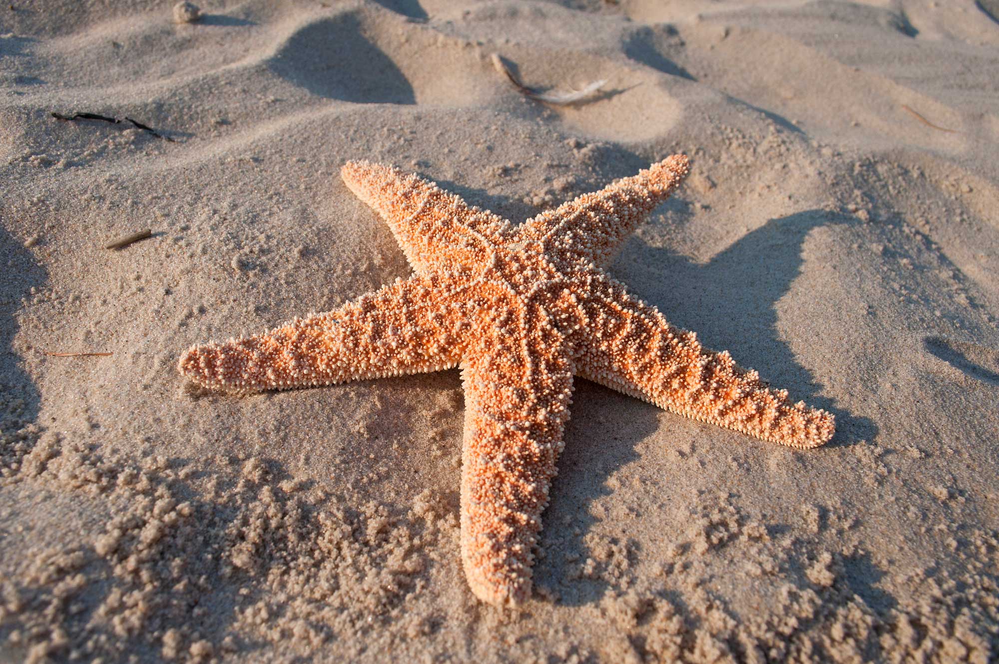 Starfish-onlypawleys