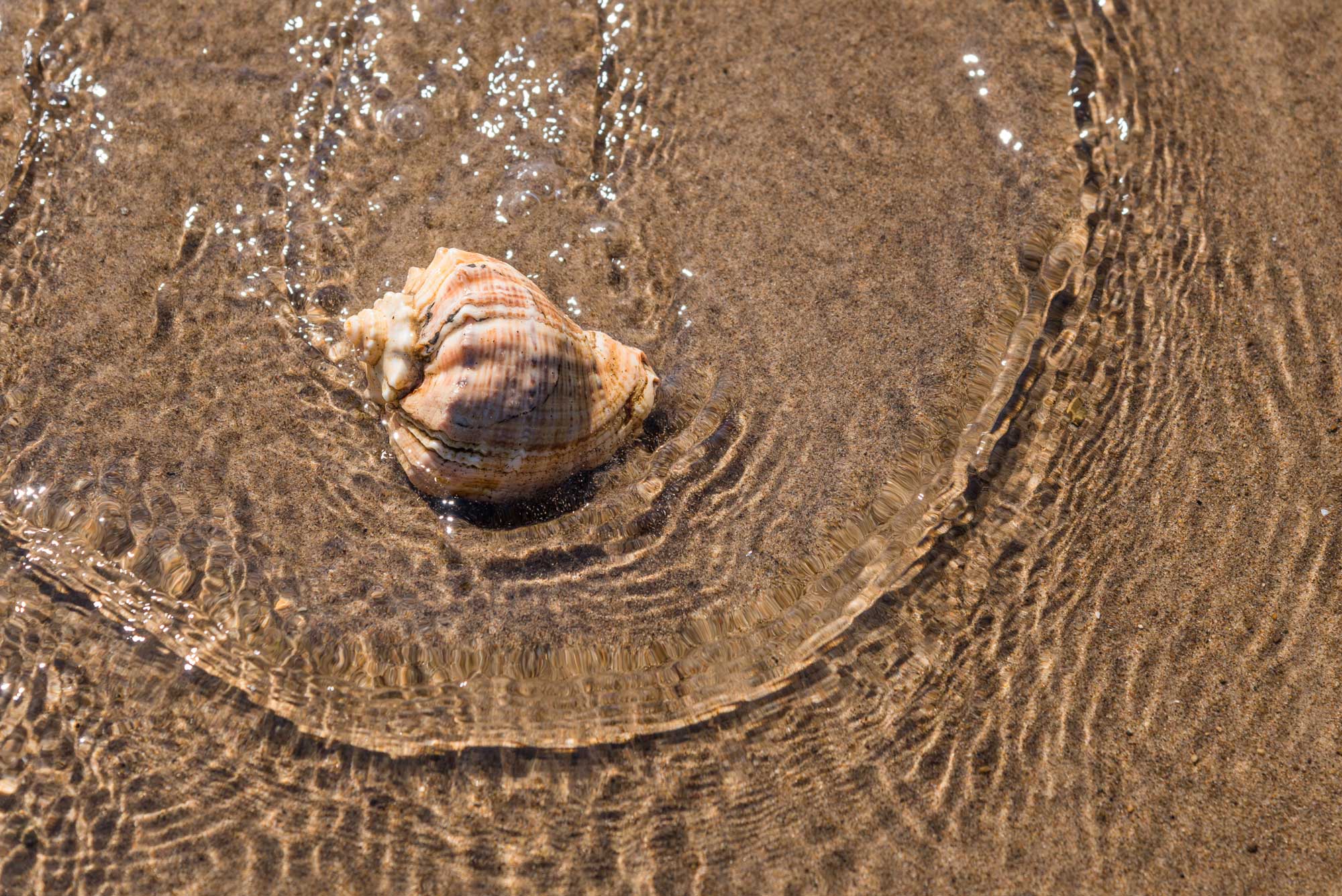 Whelk shell-onlypawleys