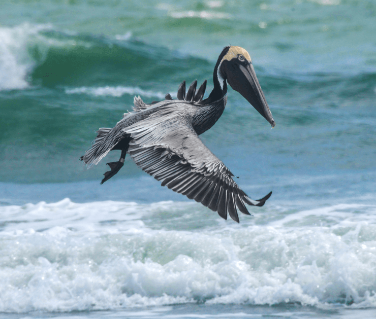 Brown pelican reduced-onlypawleys