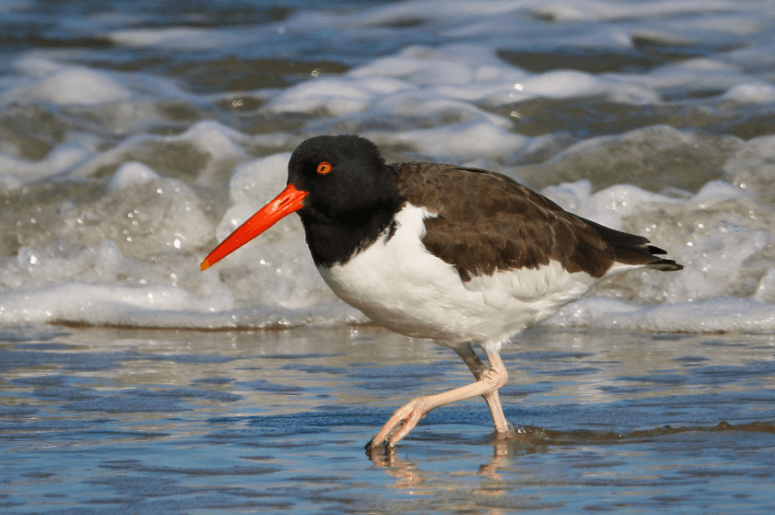 Oystercatcher from us fish and wildlife service-onlypawleys