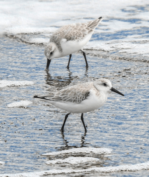 Sanderlings reduced-onlypawleys