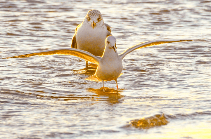 Seagulls reduced-onlypawleys