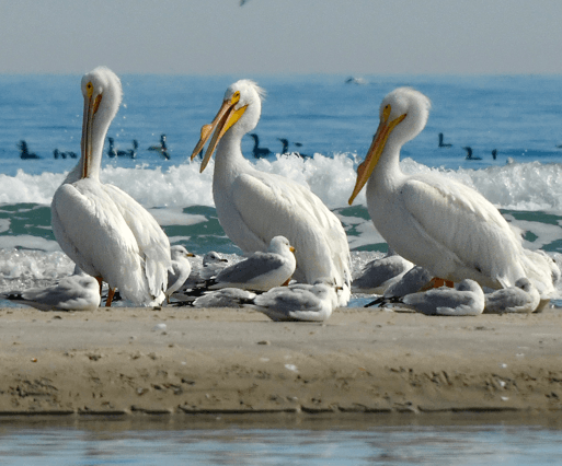 White pelicans reduced-onlypawleys