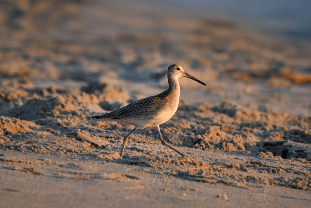 Willet reduced-onlypawleys