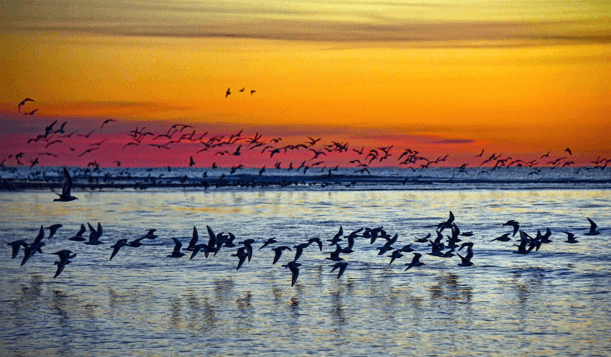 Birds in sunset reduced-onlypawleys