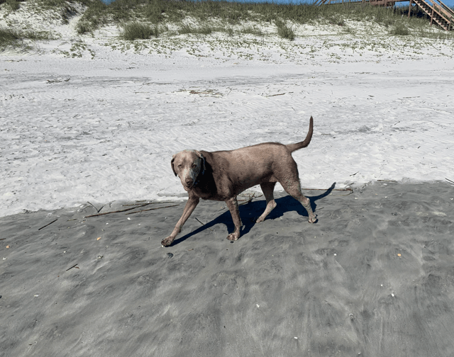 Dog on beach-onlypawleys